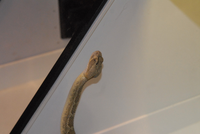 Biology of the Rattlesnakes 2011