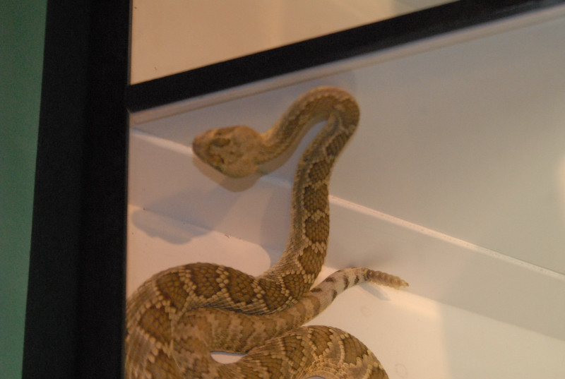 Biology of the Rattlesnakes 2011