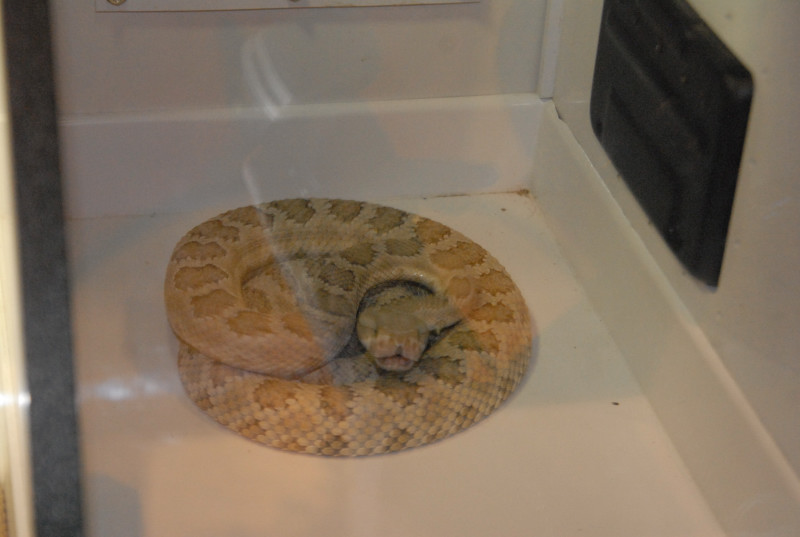 Biology of the Rattlesnakes 2011