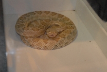 Biology of the Rattlesnakes 2011