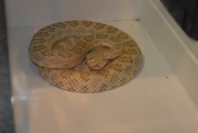 Biology of the Rattlesnakes 2011