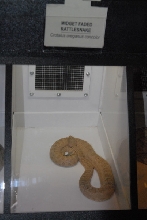 Biology of the Rattlesnakes 2011