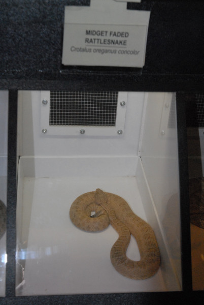 Biology of the Rattlesnakes 2011