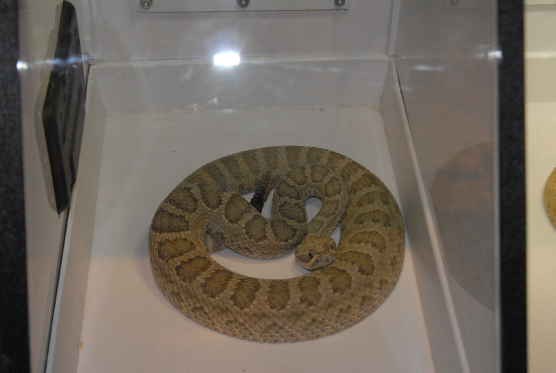 Biology of the Rattlesnakes 2011