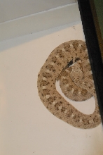 Biology of the Rattlesnakes 2011
