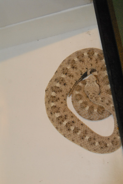 Biology of the Rattlesnakes 2011
