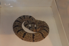 Biology of the Rattlesnakes 2011
