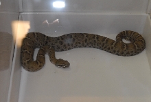 Biology of the Rattlesnakes 2011