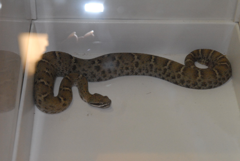 Biology of the Rattlesnakes 2011