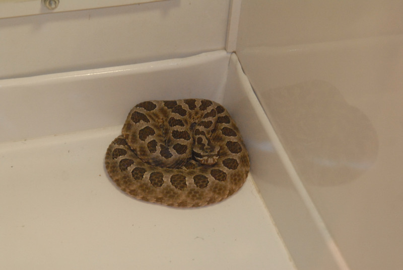 Biology of the Rattlesnakes 2011