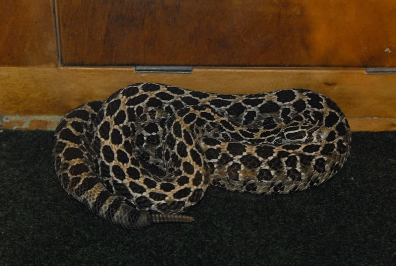 Biology of the Rattlesnakes 2011