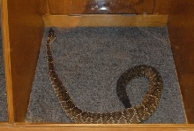 Biology of the Rattlesnakes 2011