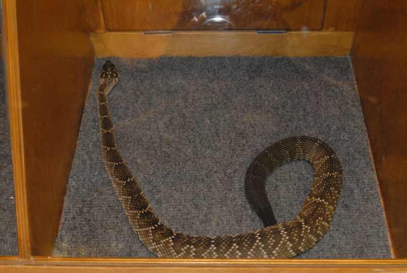 Biology of the Rattlesnakes 2011
