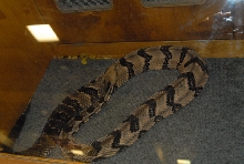 Biology of the Rattlesnakes 2011