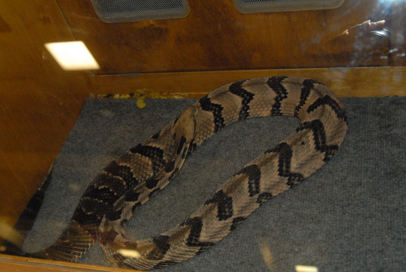 Biology of the Rattlesnakes 2011