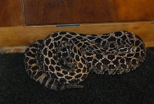 Biology of the Rattlesnakes 2011