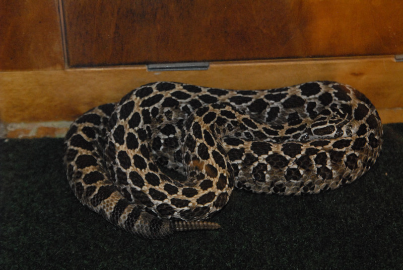 Biology of the Rattlesnakes 2011