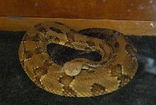 Biology of the Rattlesnakes 2011