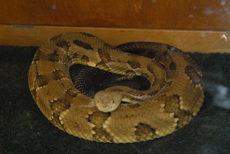 Biology of the Rattlesnakes 2011
