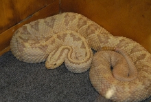 Biology of the Rattlesnakes 2011