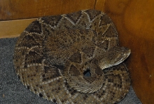 Biology of the Rattlesnakes 2011