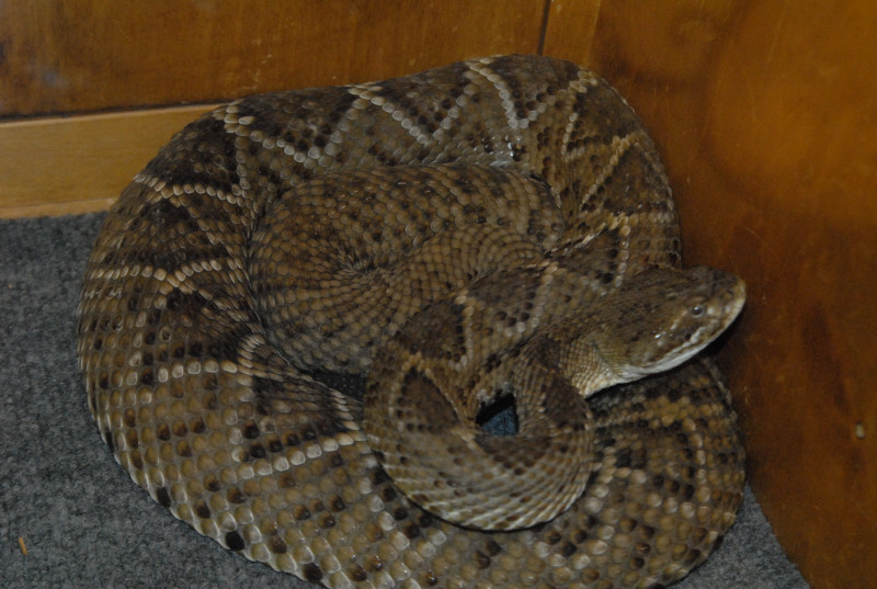 Biology of the Rattlesnakes 2011