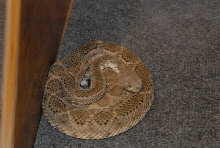 Biology of the Rattlesnakes 2011