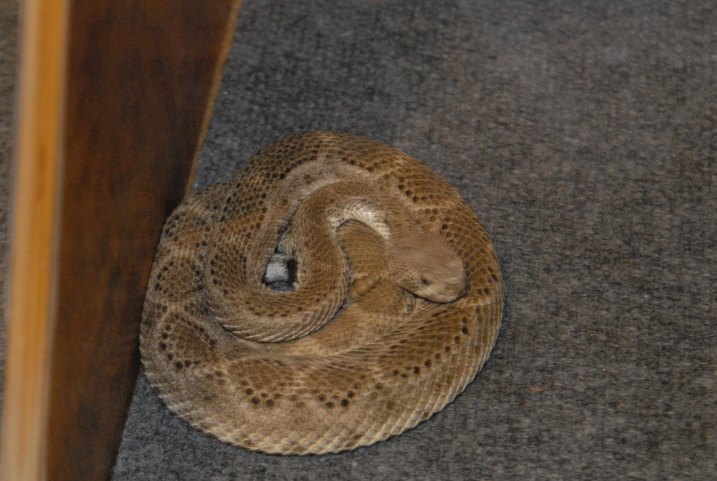 Biology of the Rattlesnakes 2011
