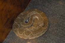 Biology of the Rattlesnakes 2011