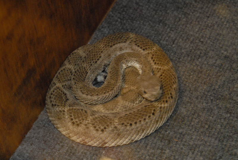 Biology of the Rattlesnakes 2011