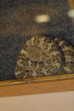 Biology of the Rattlesnakes 2011