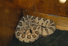 Biology of the Rattlesnakes 2011