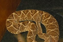 Biology of the Rattlesnakes 2011