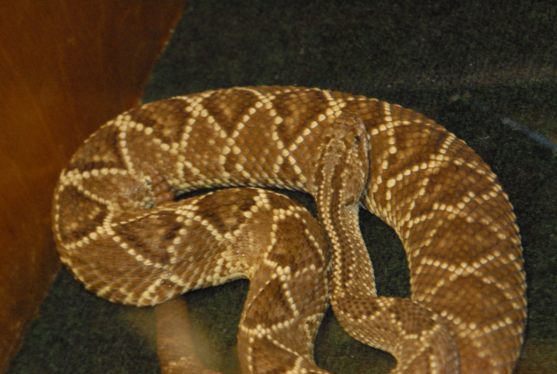 Biology of the Rattlesnakes 2011