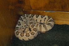 Biology of the Rattlesnakes 2011
