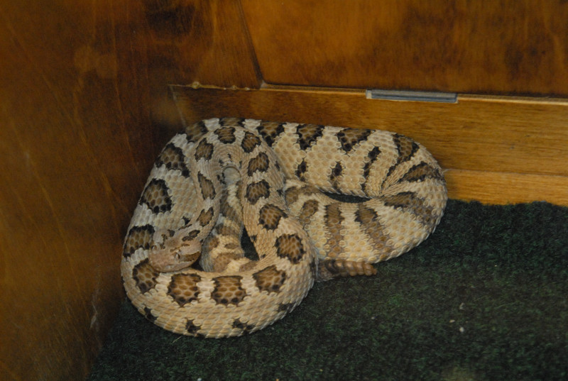 Biology of the Rattlesnakes 2011