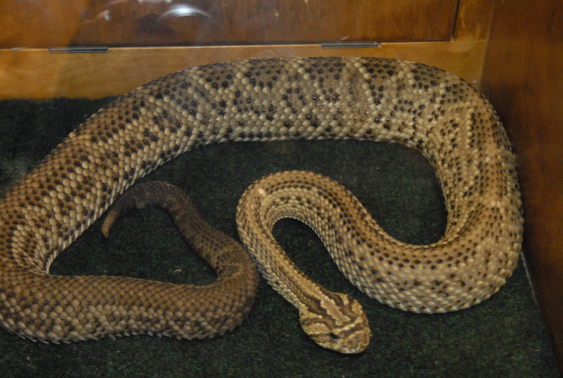 Biology of the Rattlesnakes 2011