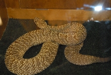 Biology of the Rattlesnakes 2011