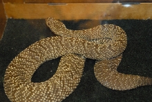 Biology of the Rattlesnakes 2011