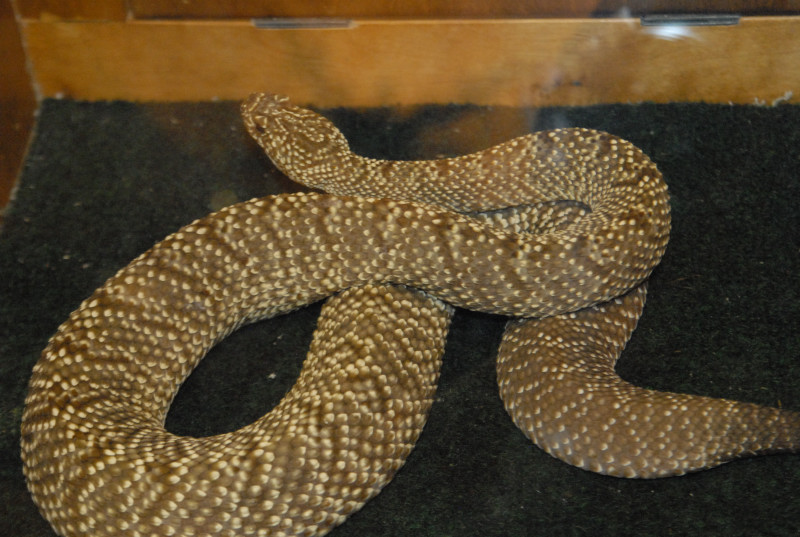 Biology of the Rattlesnakes 2011