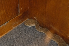 Biology of the Rattlesnakes 2011