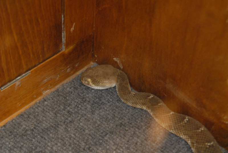 Biology of the Rattlesnakes 2011