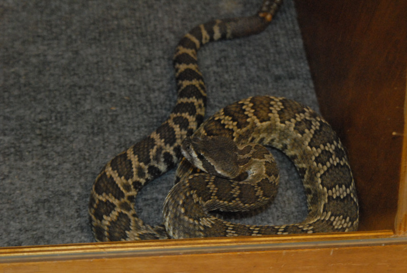 Biology of the Rattlesnakes 2011
