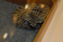 Biology of the Rattlesnakes 2011