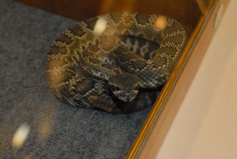 Biology of the Rattlesnakes 2011