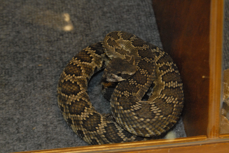 Biology of the Rattlesnakes 2011