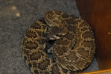 Biology of the Rattlesnakes 2011