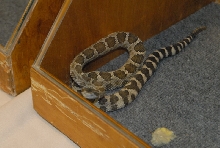 Biology of the Rattlesnakes 2011