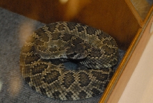 Biology of the Rattlesnakes 2011