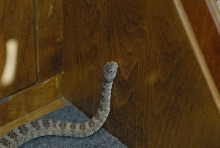 Biology of the Rattlesnakes 2011